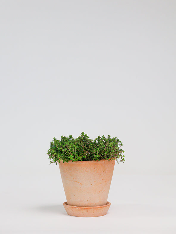 Thyme and terracotta pot.